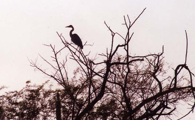 118-Birds-6