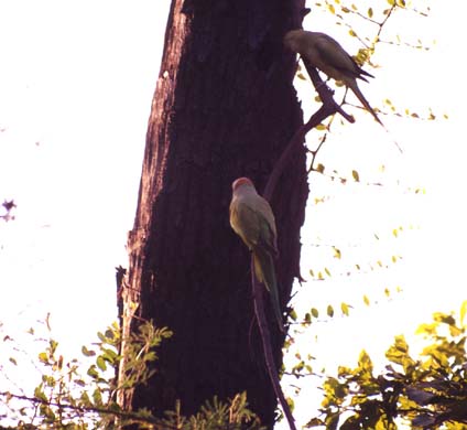 119-Parakeets