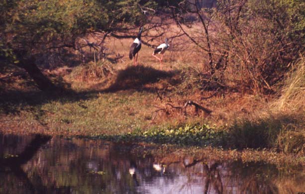 124-Storks-2
