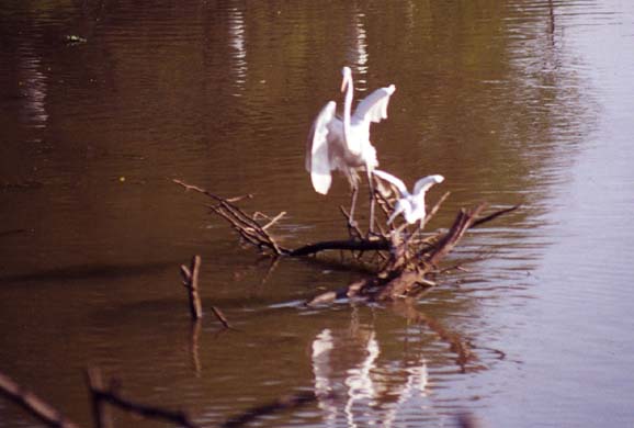 127-Birds-4