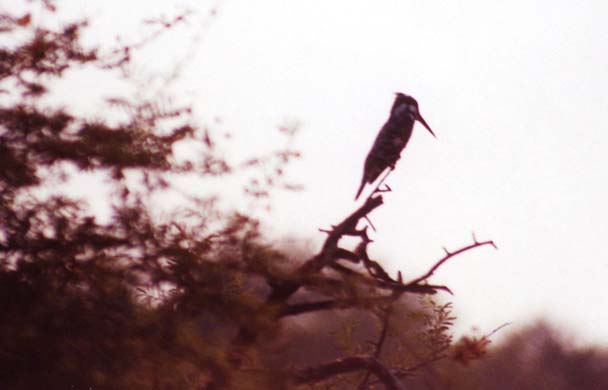 128-Kingfisher-1