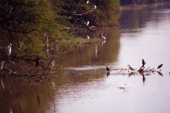 129-Birds-5