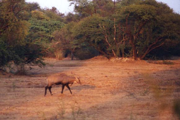 134-Antelopes-2