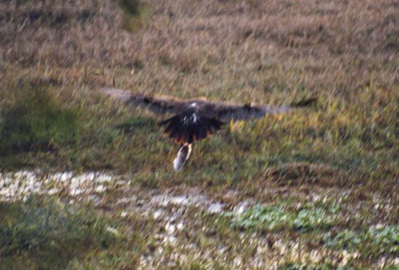 135-Eagle
