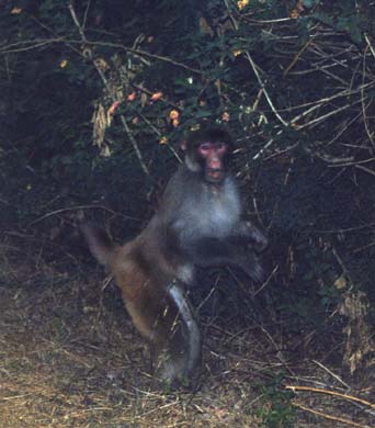 136-Monkey-1