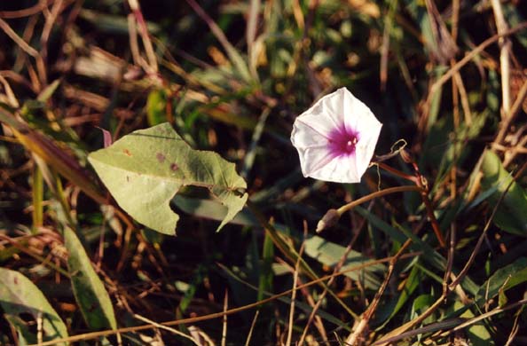 138-Flower