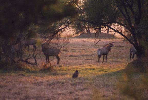 Antelopes-1