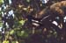 110-Birds-9