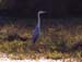 113-Grey heron