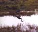 114-Grey heron-2