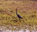 115-Grey heron-3
