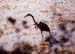 116-Grey heron-4