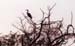 118-Birds-6