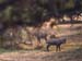 133-Antelopes-3