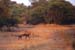 134-Antelopes-2