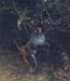 136-Monkey-1