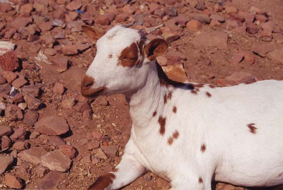 155-Goat