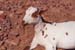 155-Goat