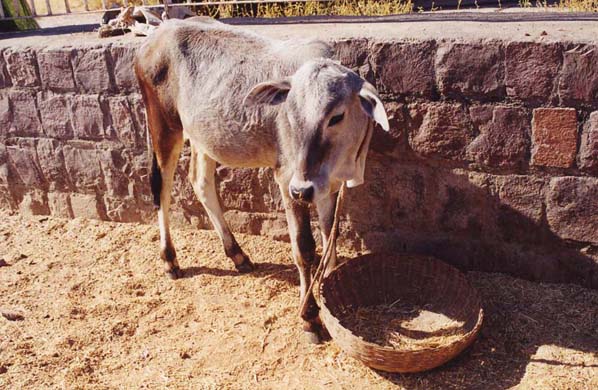 216-Calf