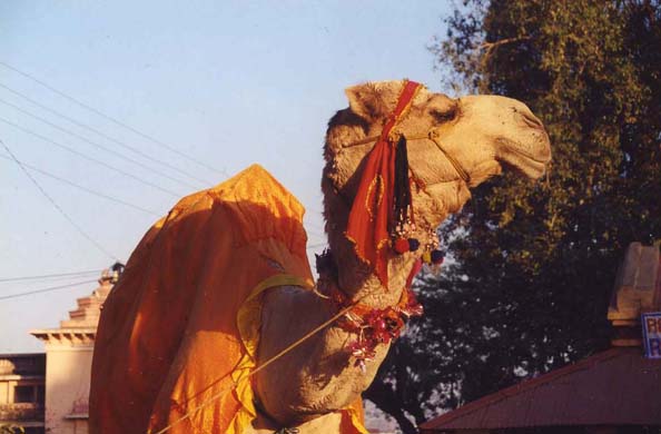 216-Camel
