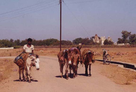 216-Donkeys-2