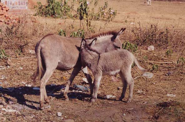 216-Donkeys