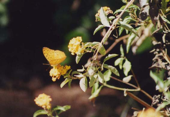 223-Butterfly