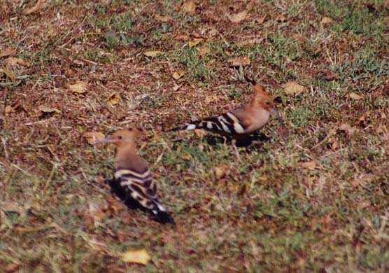224-Hoopoe