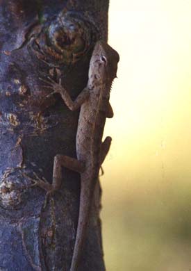 226-Lizard