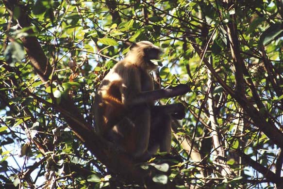 227-Monkey