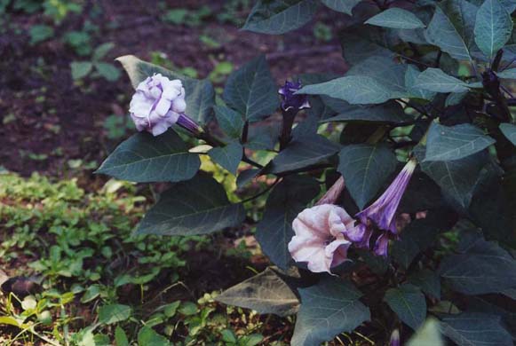 228-Flower-3