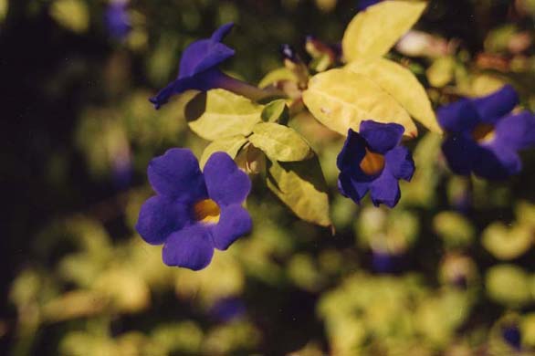 230-Flower-2