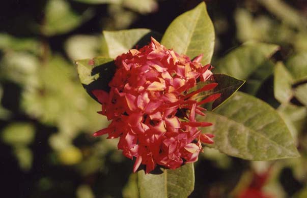231-Flower-5