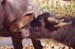 216-1-Waterbuffalo