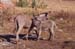 216-Donkeys