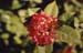 231-Flower-5