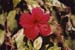 232-Flower-4
