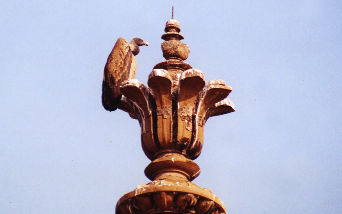 Vulture-1