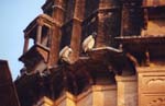 Vulture-3